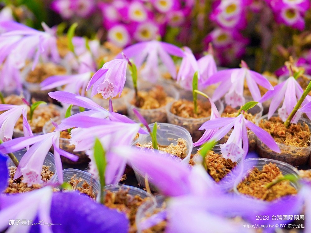 台灣國際蘭展 門票 2023時間 台南景點 魔境 恐龍 親子diy 必看亮點 台南限定蘭花