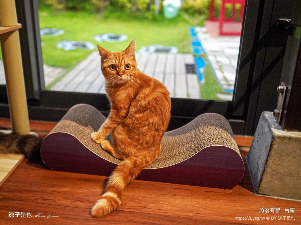 台南角落有貓 菜單 台南 貓咪咖啡廳 老宅餐廳 台南美食推薦 親子景點 日式老宅 貓奴 甜點