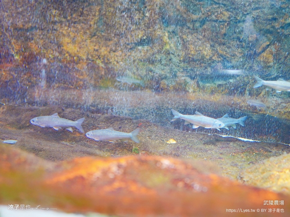 福壽山農場 民宿房型 住宿 露營 賞楓