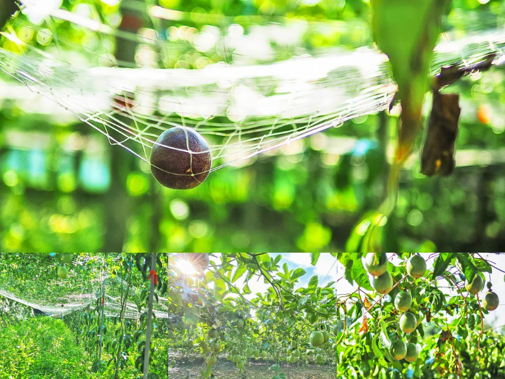 埔里景點-果寶歡酵觀光農場 親子採嘉寶果x樹葡萄果醬DIYx品嚐百香果沙拉 桃米生態村親子體驗好好玩