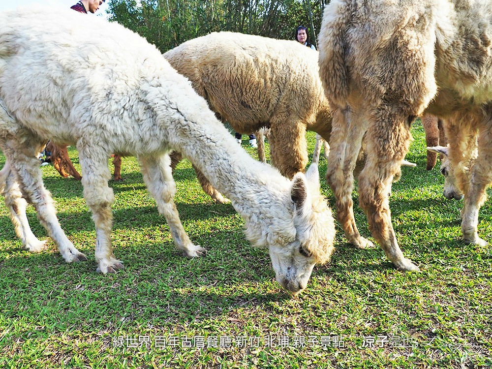 綠世界 百年古厝餐廳 新竹 北埔 親子景點