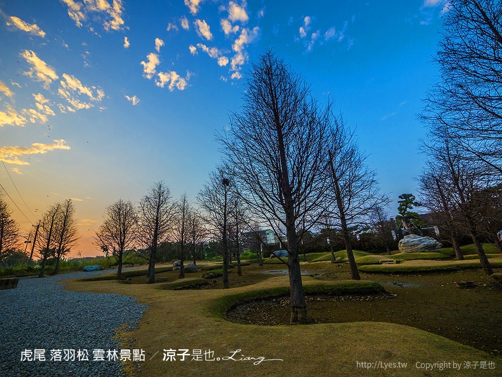 虎尾 落羽松 雲林景點