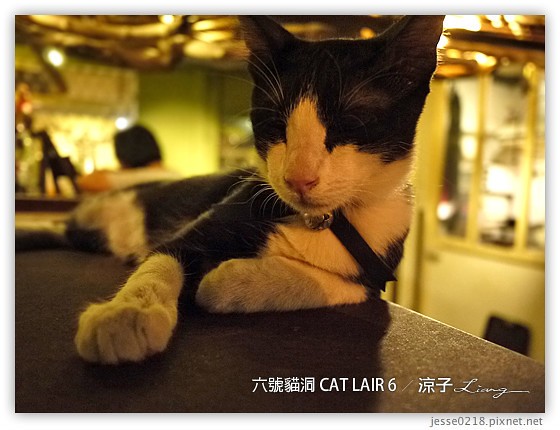 六號貓洞 CAT LAIR 6 9