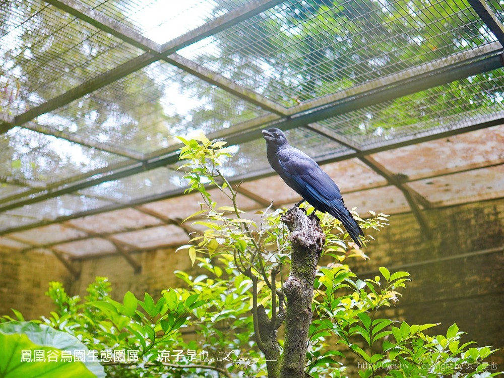 鳳凰谷鳥園生態園區 南投 親子景點 森林溜滑梯 賞鳥 DIY 鹿谷 步道 吊橋 瀑布