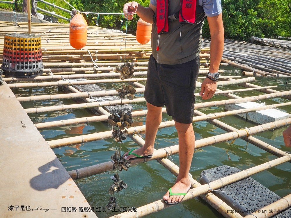 四鯤鯓鯤鯓湖紅樹林生態觀光船 台南親子景點 台南紅樹林 台南新景點 台南一日遊 生態旅遊 蚵殼diy體驗 導覽觀光船