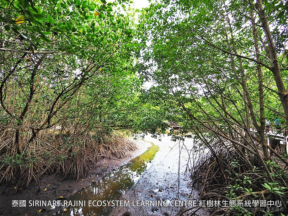 泰國 SIRINART RAJINI ECOSYSTEM LEARNING CENTRE 紅樹林生態系統學習中心