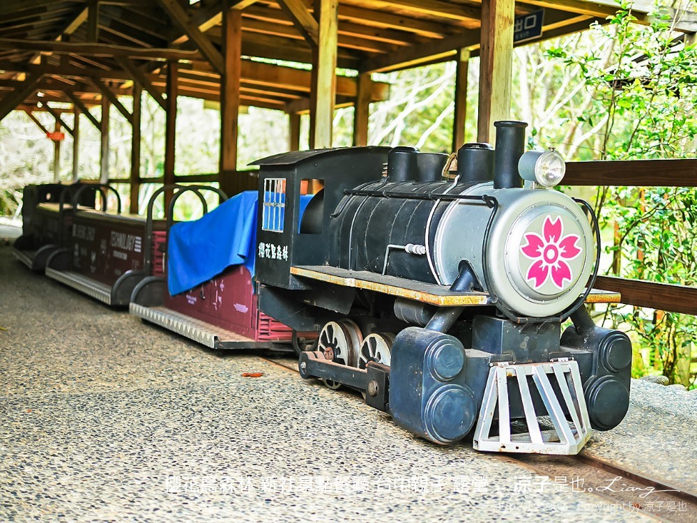 新社景點-櫻花鳥森林 迷你小火車x溜滑梯戲水區x鸚鵡放飛秀x露營 不止花好拍 親子旅遊也好玩！