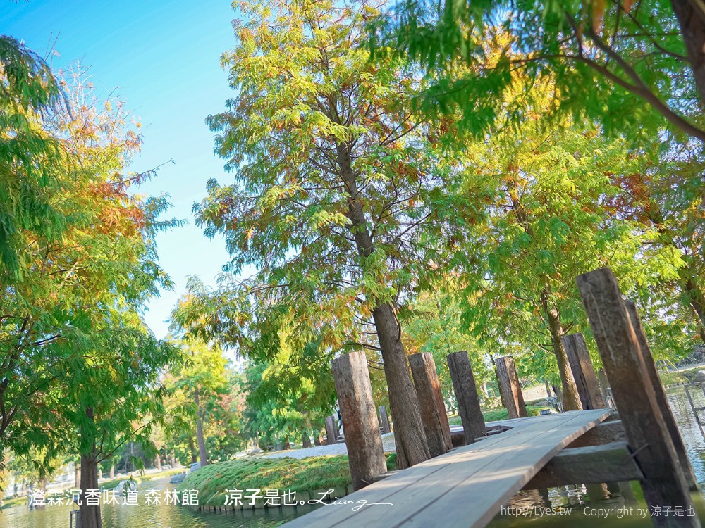澄霖沉香味道森林館 雲林景點 愛心落羽松 湖畔步道 水之教堂 台版兼六園