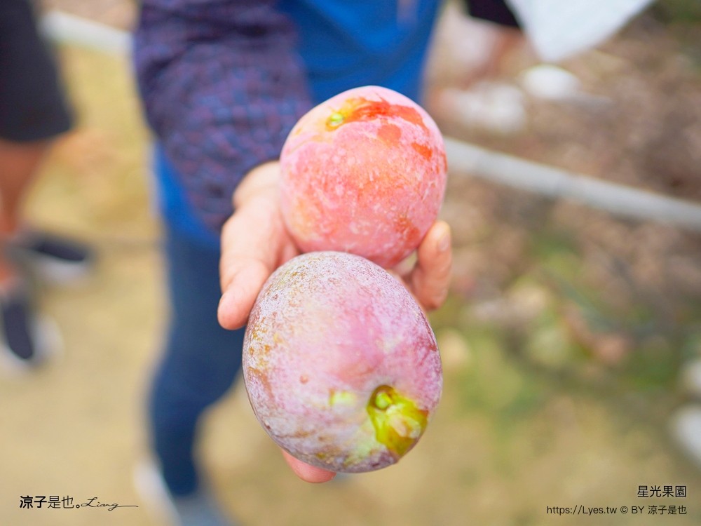 星光 親子景點 免費採果活動 台南農場 台南露營 diy 採芒果體驗 自然的鬥士