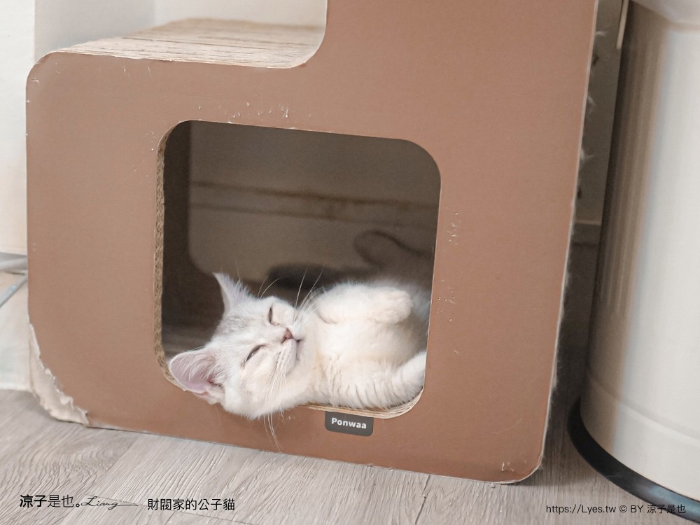財閥家的公子貓 台南擼貓咖啡廳 台南景點推薦 狐獴 台南親子景點 室內景點 貓咪咖啡館 浣熊 狐獴 袋鼠 球蟒 雪貂 守宮