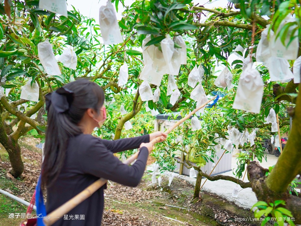 星光 親子景點 免費採果活動 台南農場 台南露營 diy 採芒果體驗 自然的鬥士