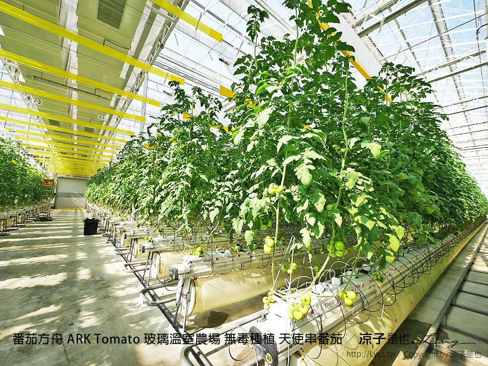 番茄方舟 ARK Tomato 玻璃溫室農場 無毒種植 天使串番茄