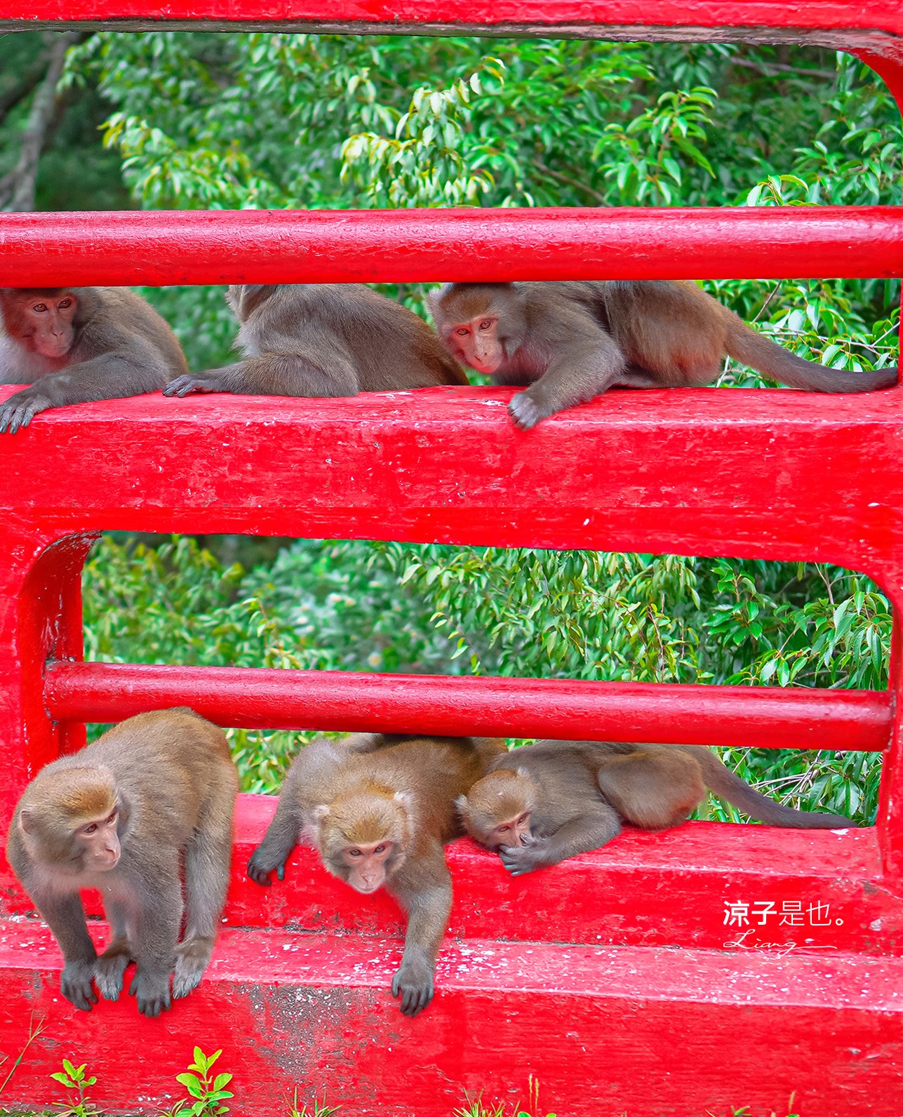 福壽山農場怎麼玩 武陵農場攻略 2022臺中購物節 一日遊 二日遊 門票 民宿房型 住宿 露營 蘋果 楓葉