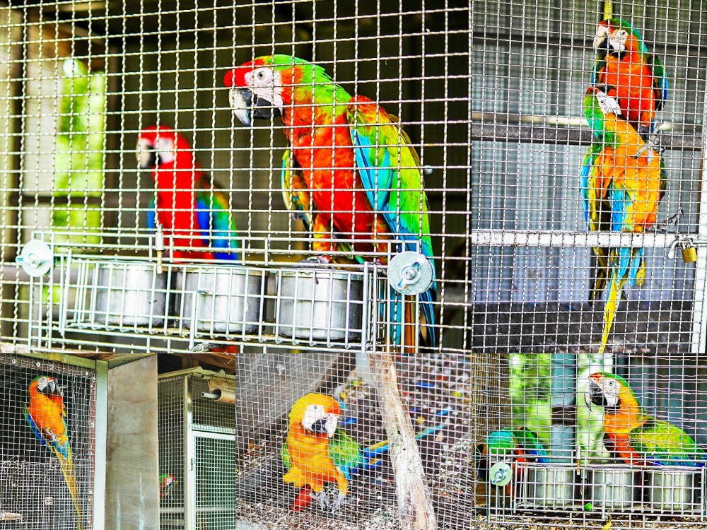 新社景點-櫻花鳥森林 迷你小火車x溜滑梯戲水區x鸚鵡放飛秀x露營 不止花好拍 親子旅遊也好玩！