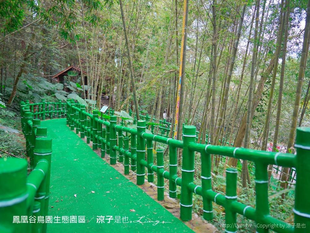 鳳凰谷鳥園生態園區 南投 親子景點 森林溜滑梯 賞鳥 DIY 鹿谷 步道 吊橋 瀑布