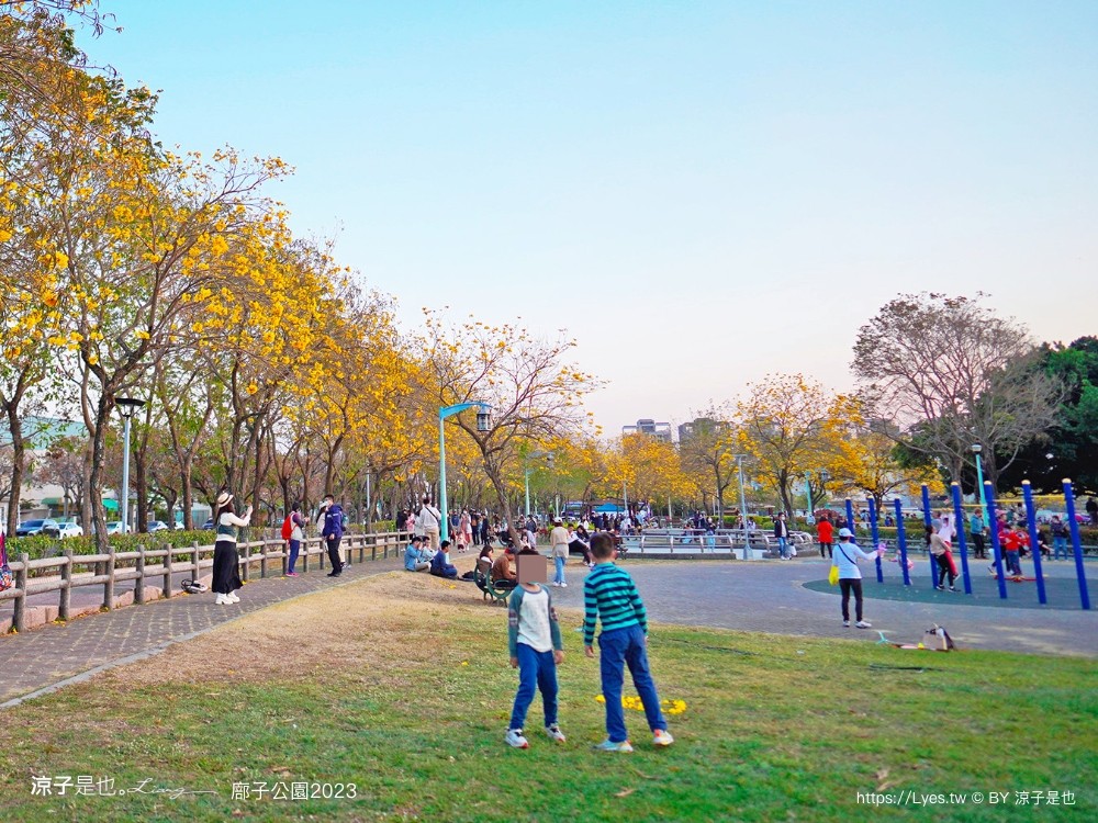 廍子公園2023 黃金風鈴木 台中親子景點 野餐 賞花