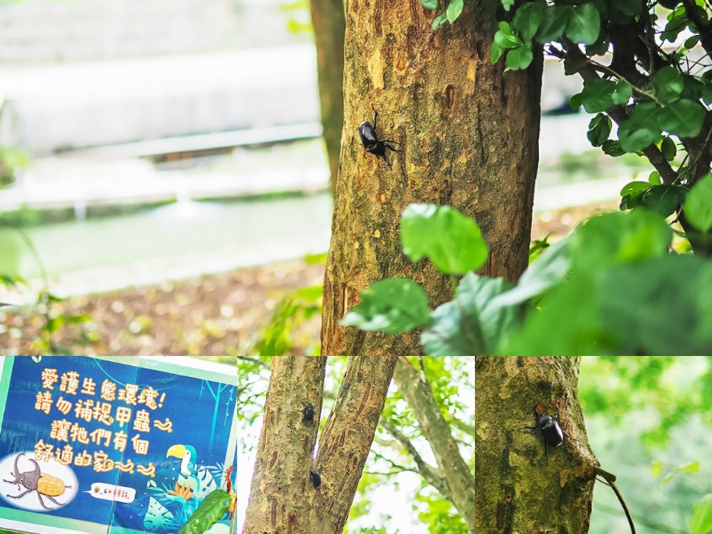 新社景點-櫻花鳥森林 迷你小火車x溜滑梯戲水區x鸚鵡放飛秀x露營 不止花好拍 親子旅遊也好玩！