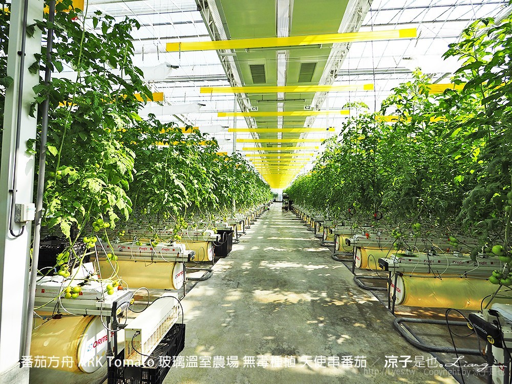番茄方舟 ARK Tomato 玻璃溫室農場 無毒種植 天使串番茄