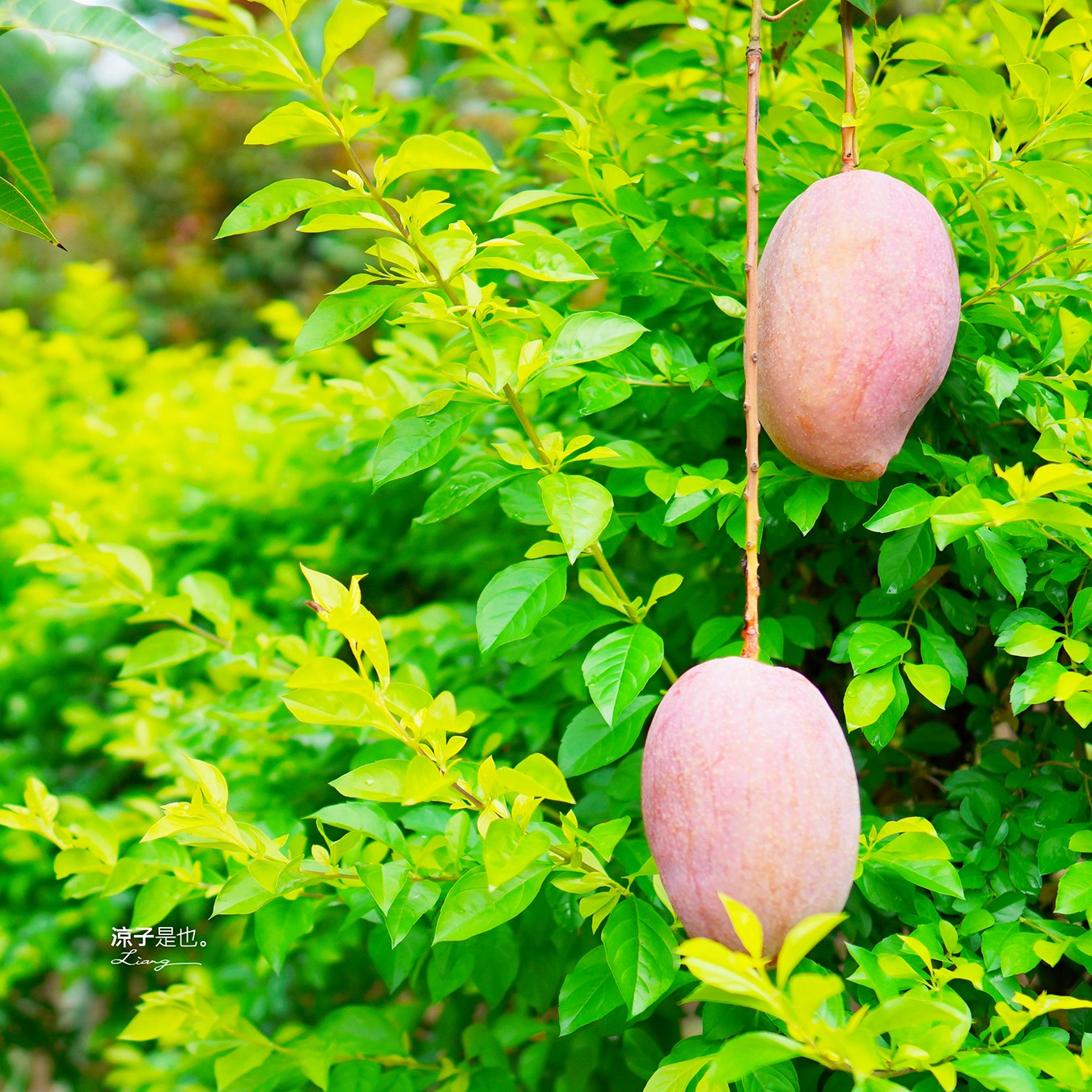 星光果園 台南景點 玉井芒果 免門票 親子景點 免費採果活動 台南農場 台南露營 diy 採芒果體驗 自然的鬥士