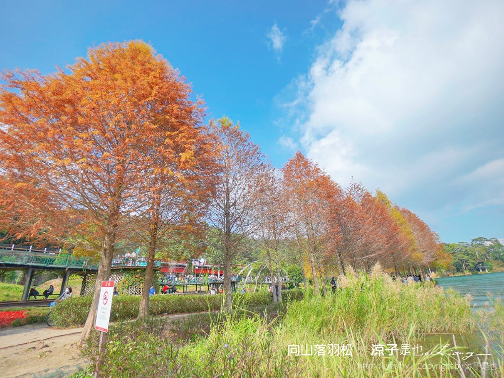 向山落羽松 日月潭自行車道 湖畔 落羽松步道 日月潭景點推薦 IG打卡 南投親子