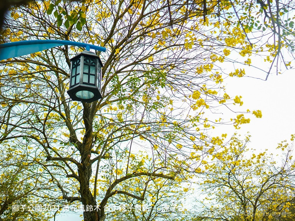 廍子公園2021 黃花風鈴木 台中親子景點