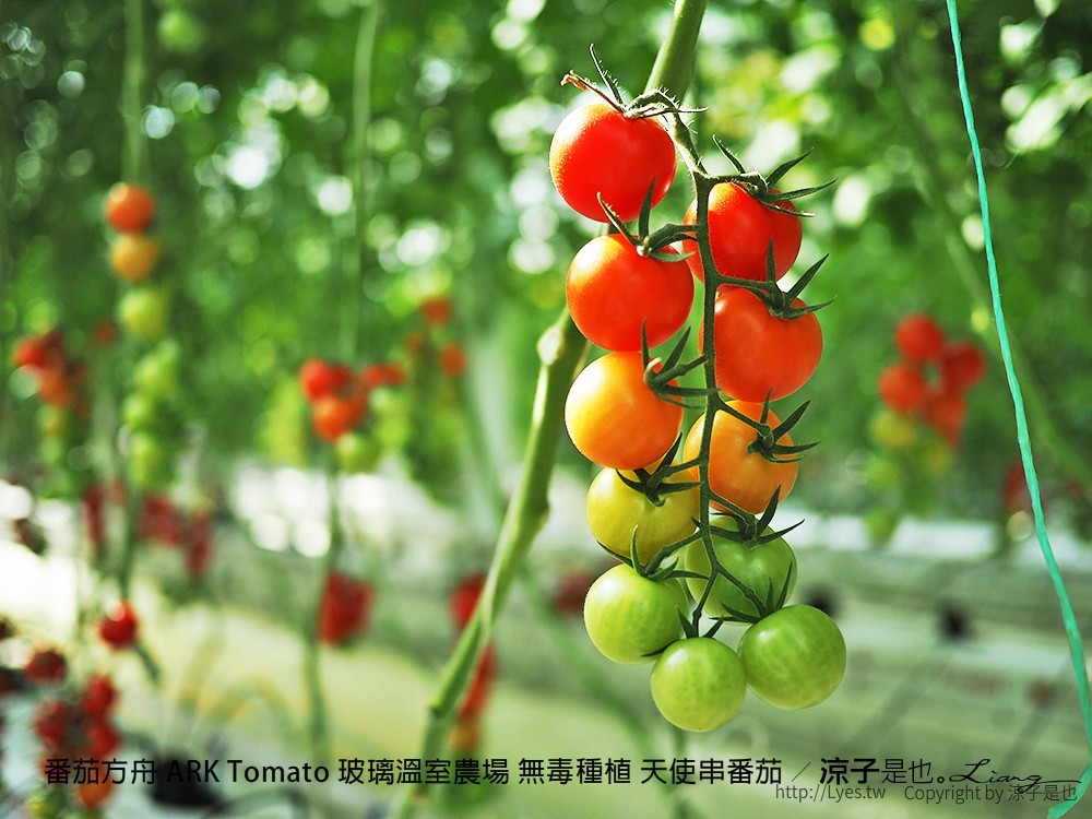 番茄方舟 ARK Tomato 玻璃溫室農場 無毒種植 天使串番茄