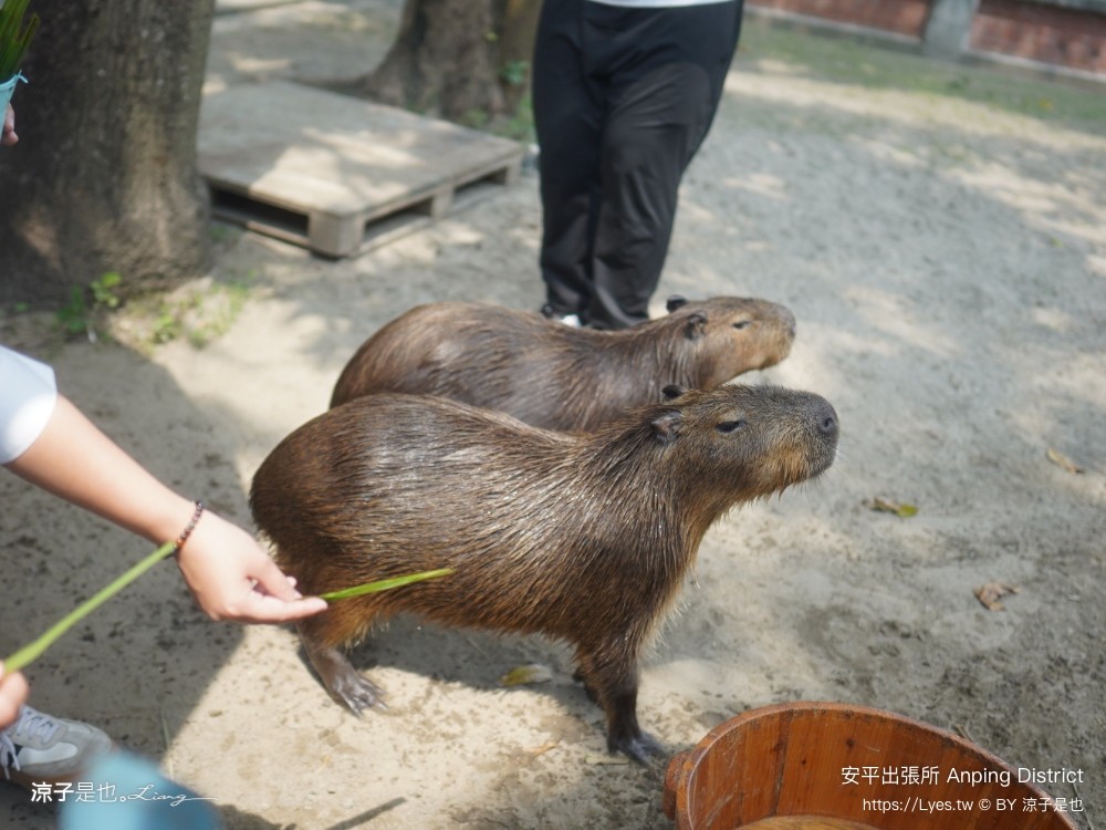 安平出張所 台南安平景點 免費水豚景點 親子 diy 誕生鹽御守 日式建築 台南伴手禮 安平一日遊