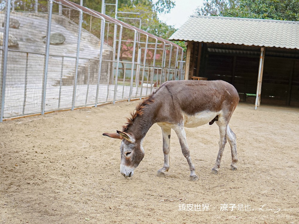 頑皮世界野生動物園攻略 門票優惠 台南親子景點 南台灣動物園 水豚君 長頸鹿 遊樂設施 戲水池
