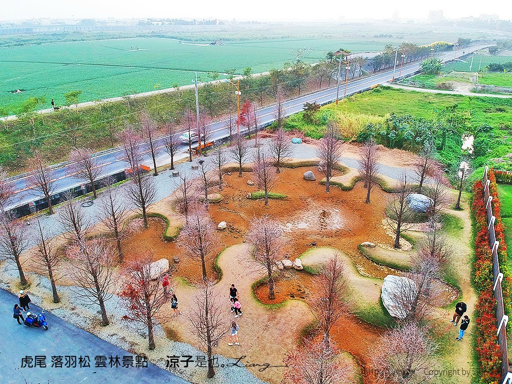虎尾 落羽松 雲林景點