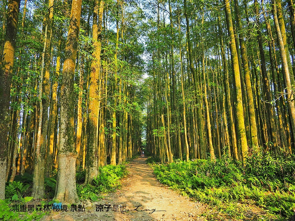 埔里黑森林 秘境 景點