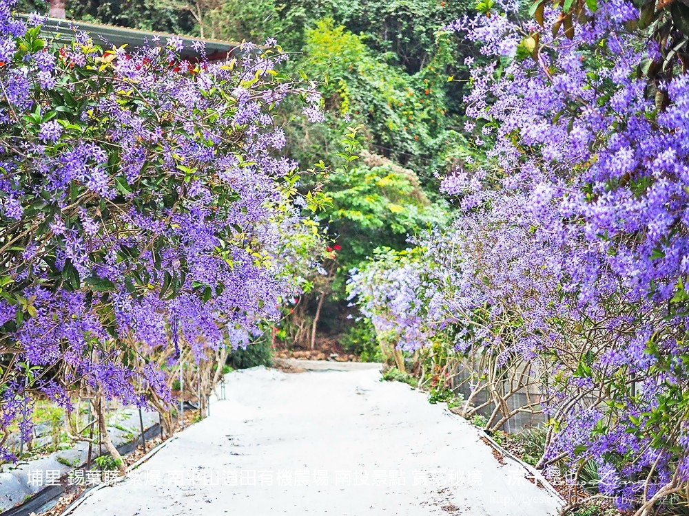 埔里 錫葉藤 紫爆 南平山道田有機農場 南投景點 賞花秘境