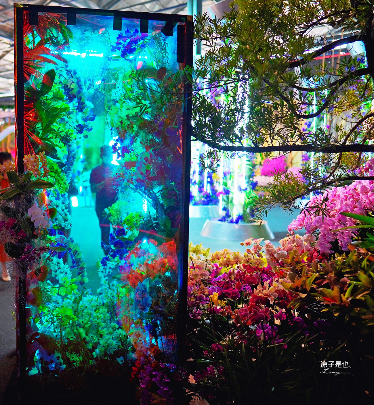 台灣國際蘭展 門票 2023時間 台南景點 魔境 恐龍 親子DIY 必看亮點 台南限定蘭花