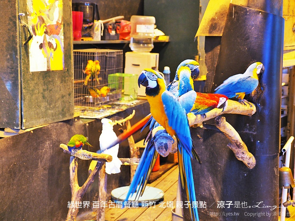 綠世界 百年古厝餐廳 新竹 北埔 親子景點