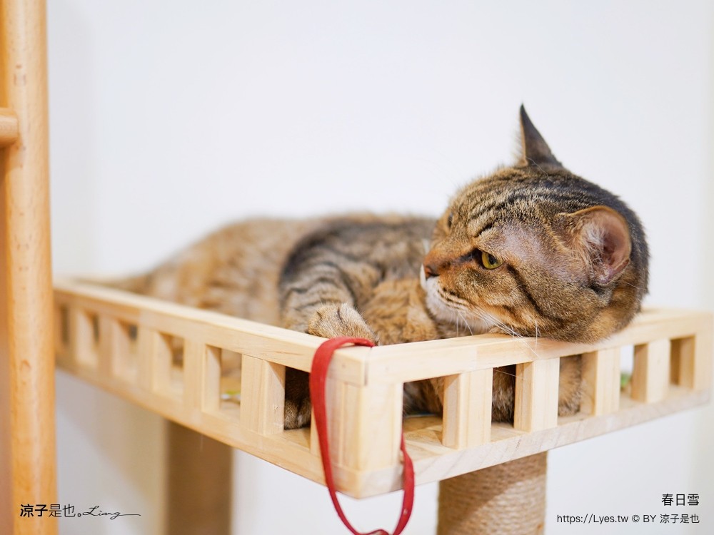 春日雪 雪花冰 菜單 台中北區 抹茶冰 一中商圈 美食冰品 餐廳 雪花冰 抹茶冰 一中商圈 美食冰品 貓咪餐廳