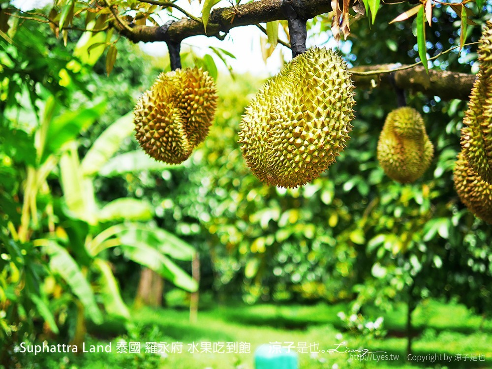 suphattra land 泰國 羅勇府 水果吃到飽