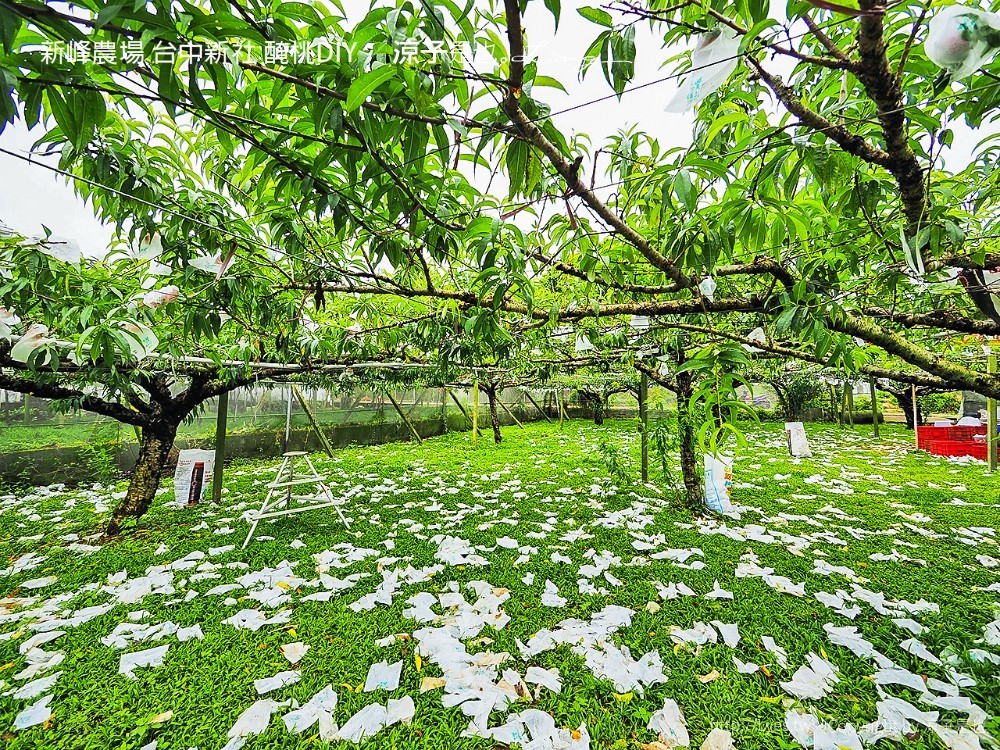 新峰農場 台中新社 醃桃DIY