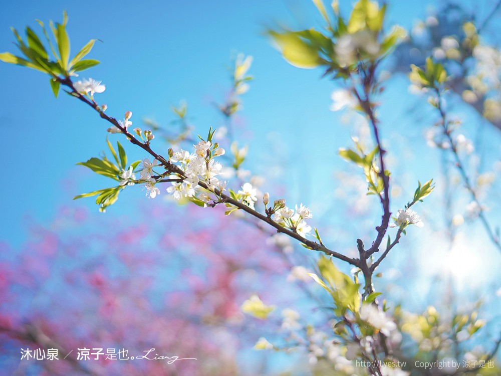 沐心泉休閒農場 2022 櫻花花況 票價 台中景點 預約 新社 親子景點 接泊車 白雪木 黃金楓