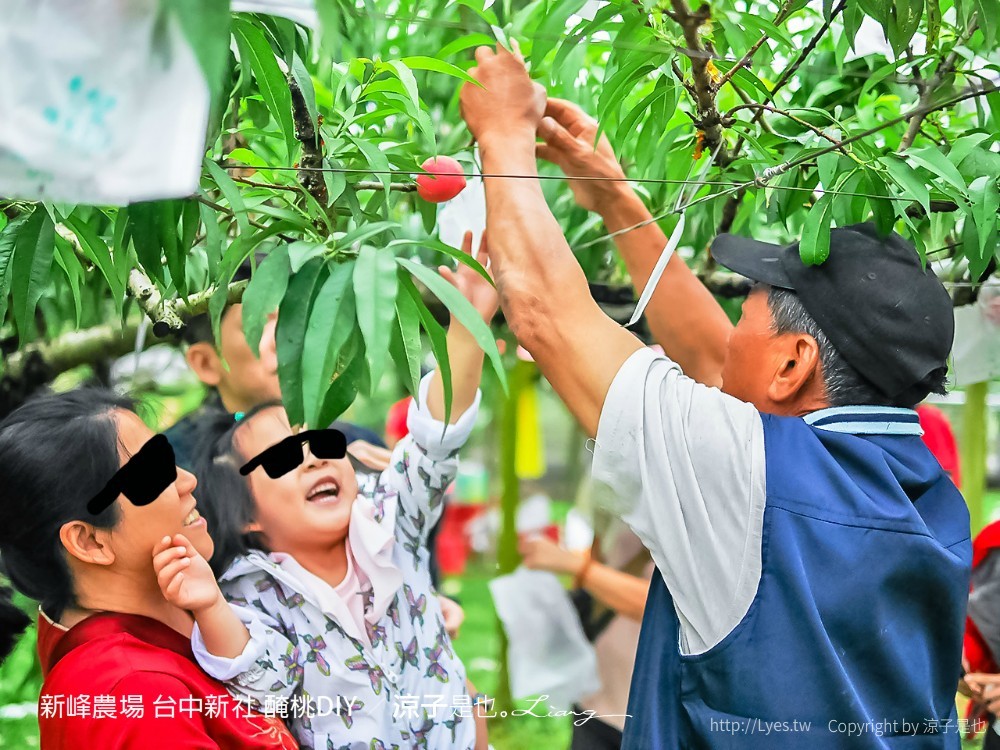 新峰農場 台中新社 醃桃DIY