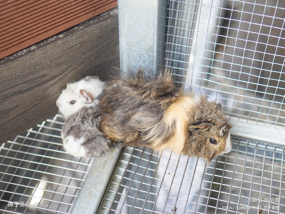 水與松萌萌園 門票 埔里 親子景點 動物園 埔里一日遊推薦 南投農場 羊駝 水豚君 南投景點