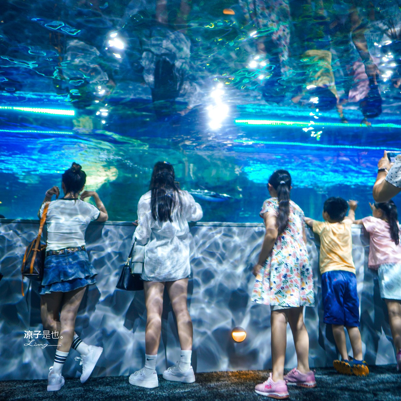 台中海洋館 門票優惠 交通 八大展區 免費票 台中親子景點 台中景點推薦 懶人包 攻略 必看特色