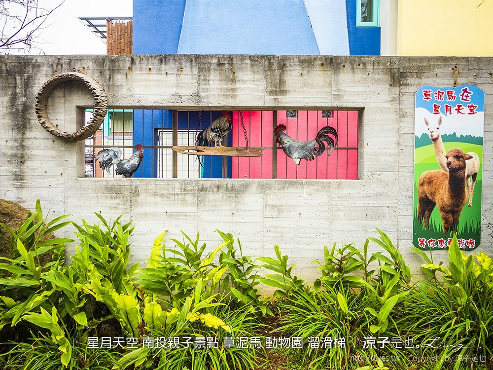 星月天空 南投親子景點 草泥馬 動物園 溜滑梯