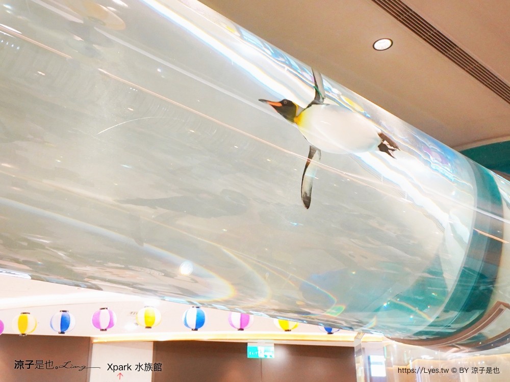 xpark水族館 門票優惠 桃園 親子景點 最新攻略 必看展區 美食餐廳 交通 停車 住宿