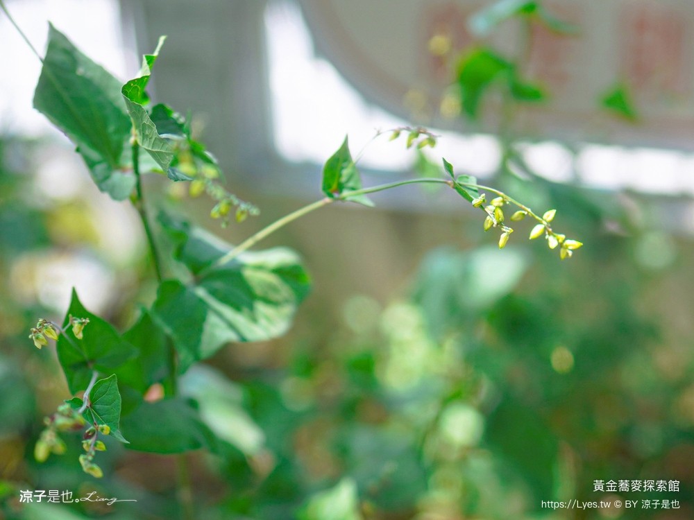 黃金蕎麥探索館 台南景點 台南伴手禮 親子景點 健康零食 蕎麥食品 台南觀光工廠 全台唯一