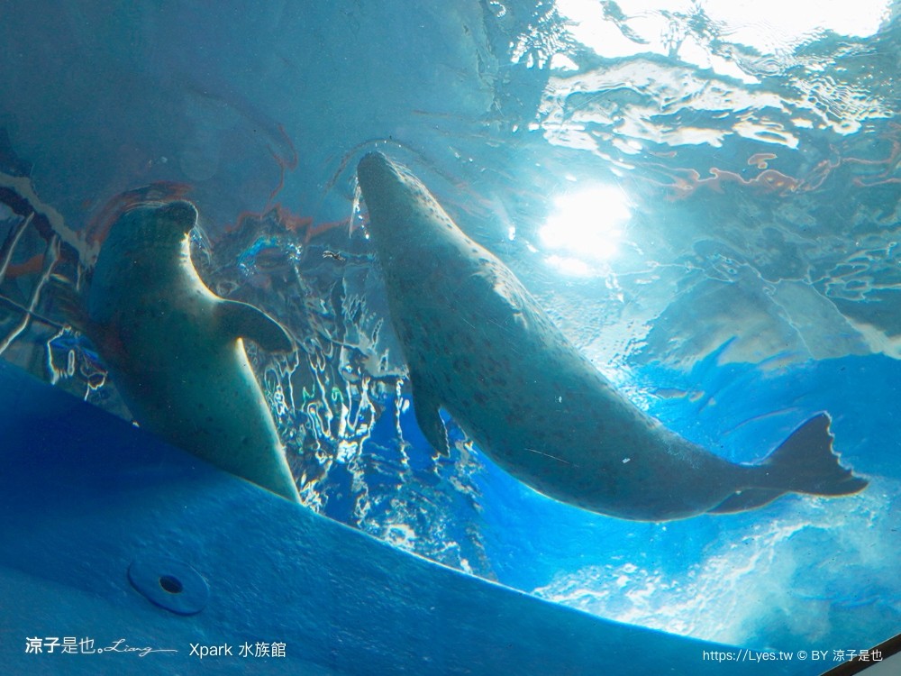 xpark水族館 門票優惠 桃園 親子景點 最新攻略 必看展區 美食餐廳 交通 停車 住宿