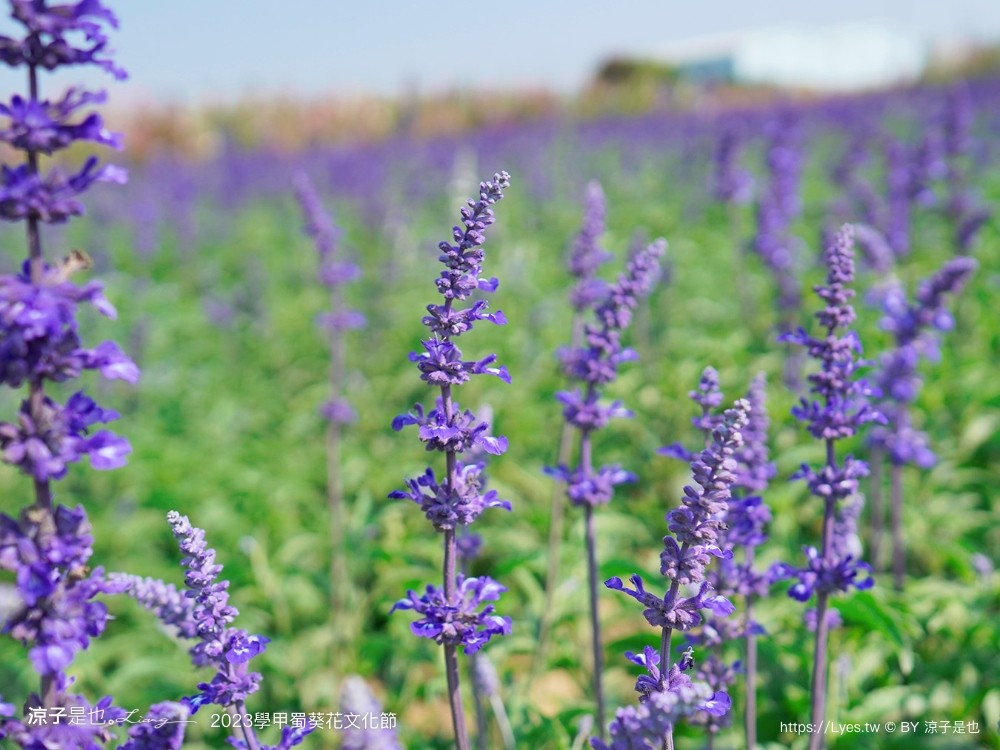 學甲蜀葵花文化節 2023 蜀葵花季 一丈紅迷宮 紫色鼠尾草 季節 花況 交通 學甲景點