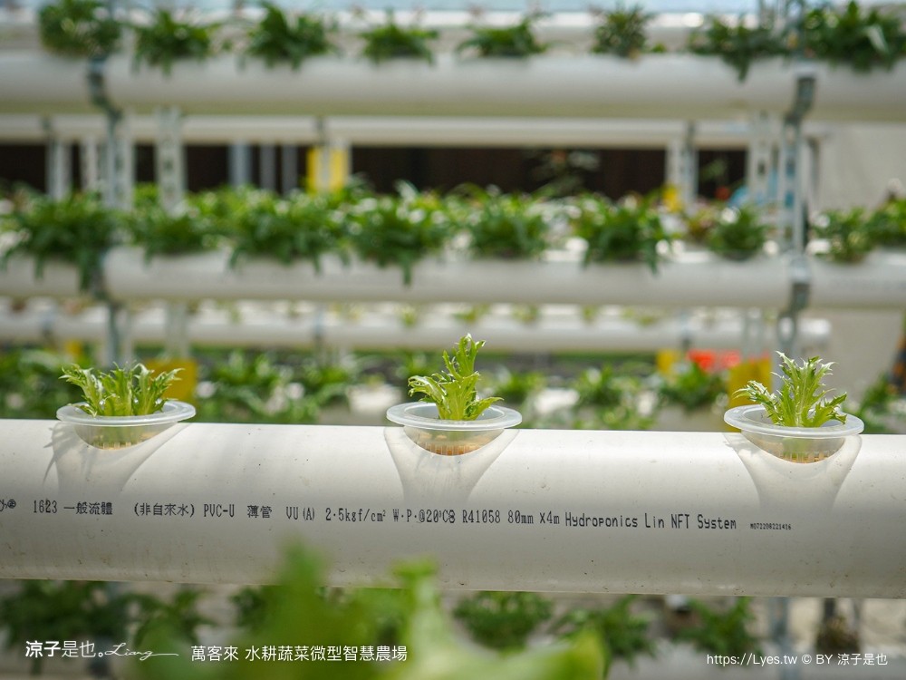 萬客來水耕蔬菜微型智慧農場 菜單 台南餐廳 台南美食 玻璃屋餐廳 台南景觀餐廳 早午餐