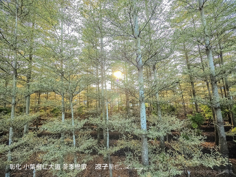 彰化 小葉欖仁大道 冬季戀歌
