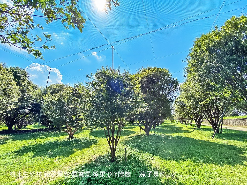 桃米生態村 南投埔里 親子景點 嘉寶果 採果 diy體驗