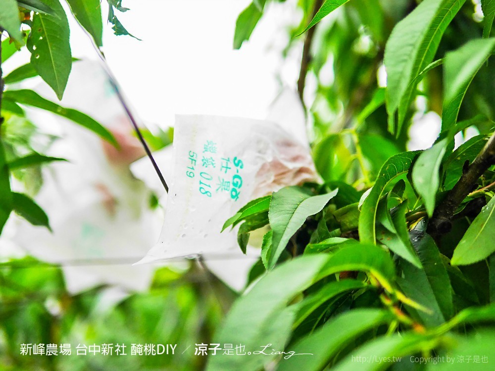 新峰農場 台中新社 醃桃DIY