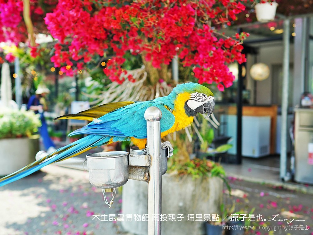 木生昆蟲博物館 南投親子 埔里景點